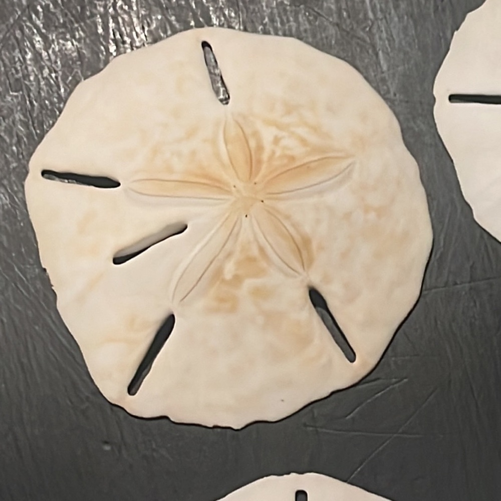 Large Sanddollars - Picture 6 of 7